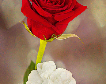 صورة وردة حمراء مع قلوب متحركة حب وغرام ورومانسية - صور ورد وزهور Rose Flower images